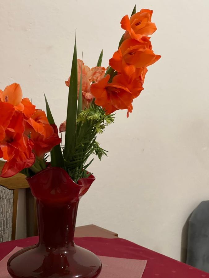 Apartmani Miro 特雷比涅 外观 照片